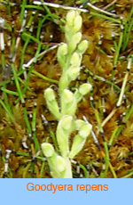 Goodyera repens