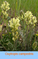 Oxytropis campestris