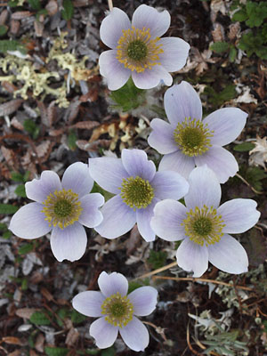 Anemone multiceps