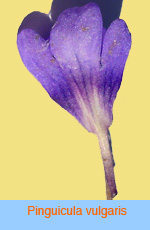 Pinguicula vulgaris