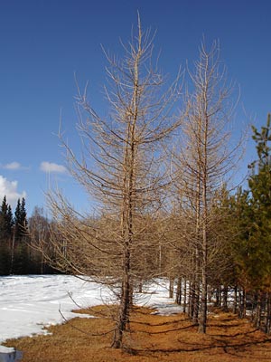 Larix laricina