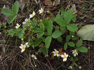 Fragaria_virginiana