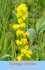 Solidago simplex