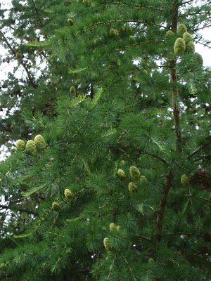 Larix laricina