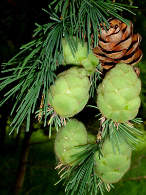 Larix laricina