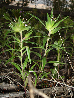 Collomia linearis