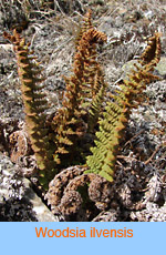 Woodsia ilvensis