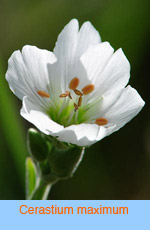 Cereastium maximum