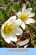 Dryas integrifolia