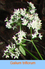 Galium triflorum