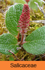 Salicaceae