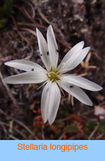 Stellaria longipipes