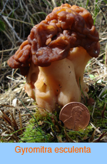 Gyromitra esculenta