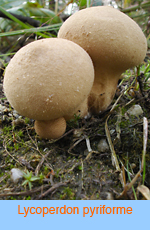 Lycoperdon pyriforme