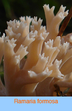 Ramaria formosa