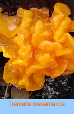 Tremella mesenterica