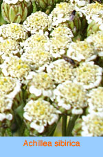 Achillea sibirica