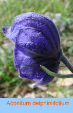 Aconitum_delfinifolium