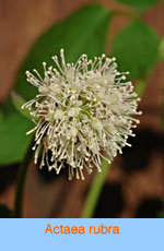 Actaea rubra