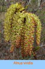 Alnus viridis