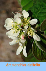 Amelanchier alnifolia