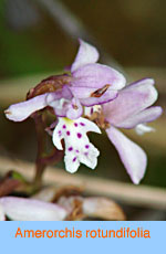 Amerorchis rotundifolia