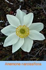 Anemone narcissiflora