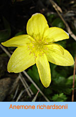 Anemone richardsonii