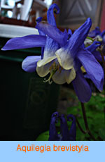 Aquilegia brevistyla