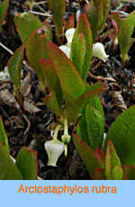 Arctostaphylos rubra