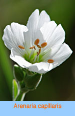 Arenaria capillaris
