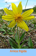 Arnica frigida