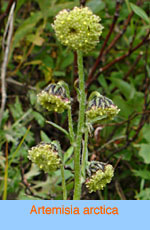 Artemisia arctica