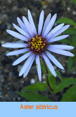 Aster sibiricus