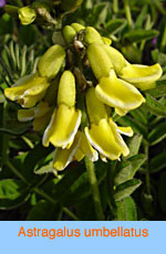 Astragalus umbellatus