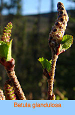 Betula glandulosa