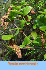 Betula occidentalis