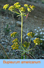 Bupleurum americanum