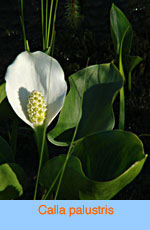 Calla palustris