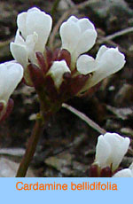 Cardamine bellidifolia