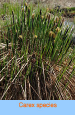 Carex species