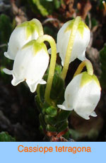 Cassiope tetragona