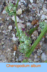 Chenopodium album