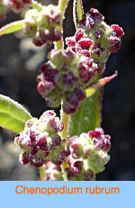 Chenopodium rubrum