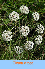 Cicuta virosa