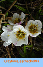 Claytonia eschscholtzii