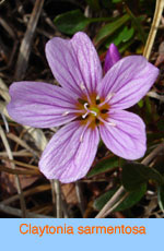 Claytonia sarmentosa