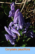 Corydalis pauciflora