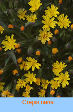 Crepis nana