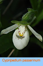 Cypripedium passerinum